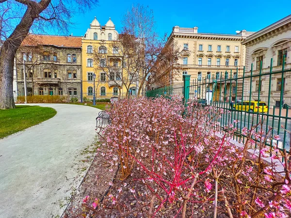 Ontdek Prachtige Museumtuin Van Boedapest Tijdens Voorjaarsbloesem Geniet Van Bloeiende — Stockfoto