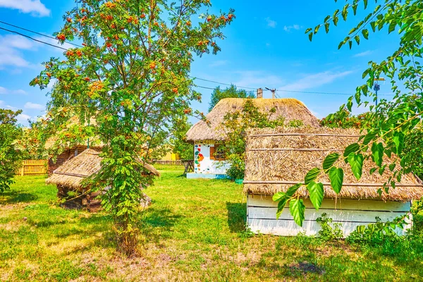 Oekraïense Landelijke Binnenplaats Met Witgekalkte Huis Rieten Daken Sorochyntsi Dorp — Stockfoto