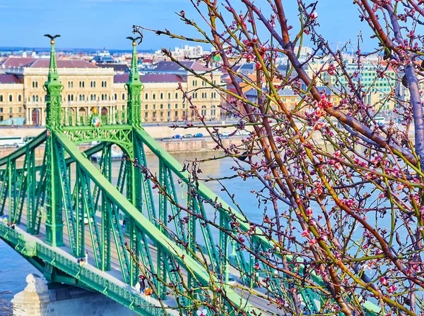 Schilderachtige Boomtakken Met Lenteknoppen Gellert Hill Voor Donau Liberty Bridge — Stockfoto