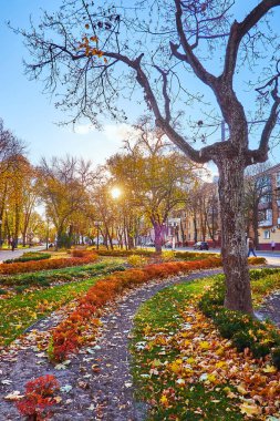 Güzel sonbahar Chernihiv Dytynets Parkı. Sarı yapraklı ve günbatımlı ağaçlarla kaplı. Dalların arasından, Chernihiv, Ukrayna.