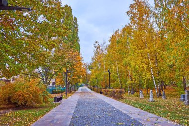 Babyn Yar Soykırımı Anıt Parkı 'ndaki Üzüntü Yolu açık sarı sonbahar huş ağaçları, Kyiv, Ukrayna