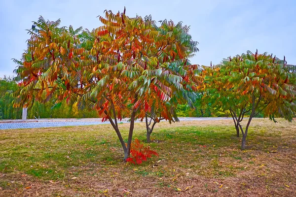 Jasné Červené Zelené Žluté Listy Stromečcích Sumac Podzimním Parku Podil — Stock fotografie