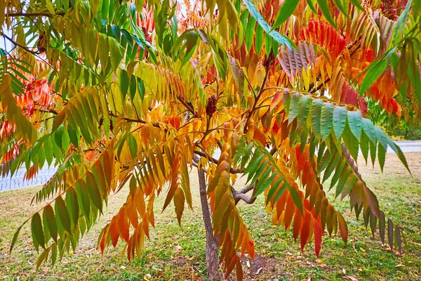 Detailní Záběr Staghorn Sumac Větve Stromů Listy Jasně Červené Žluté — Stock fotografie