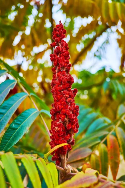 Closeup Fruit Staghorn Sumac Tree Green Yellow Red Autumn Leaves — Stock Photo, Image