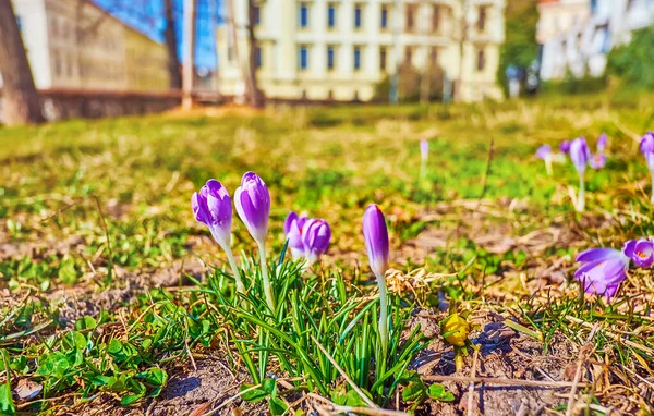 Pierwsze Wiosenne Kwiaty Niesamowite Fioletowe Krokusy Trawie Ogrodów Denisa Brnie — Zdjęcie stockowe