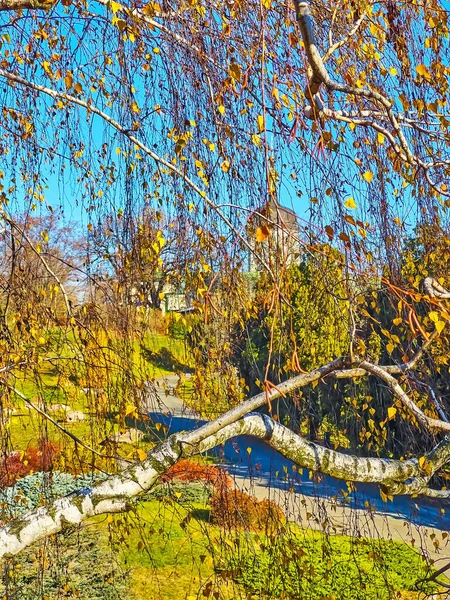 The autumn scene with birch tree branches with dry yellow leaves, Kyiv Botanical Garden, Ukraine
