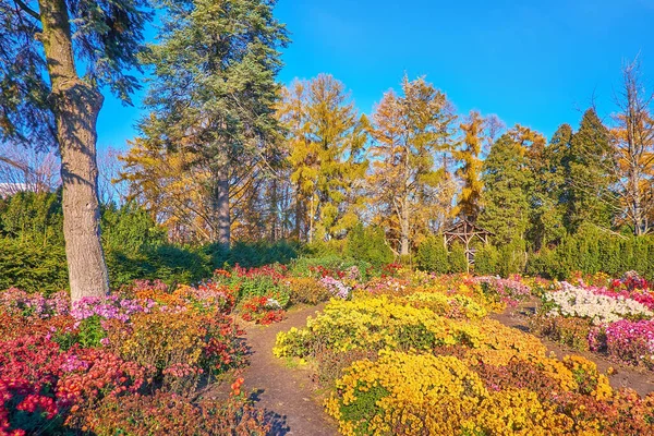 乌克兰基辅植物园花坛上明亮的黄色 红色和紫色菊花 — 图库照片