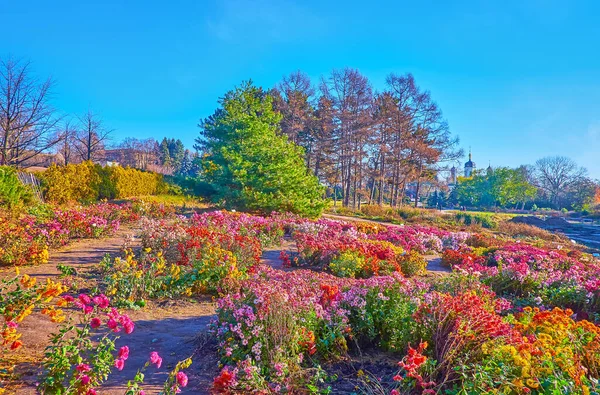 乌克兰基辅植物园 五颜六色的秋季菊花花园 开满鲜花 有红色 白色和紫色的花朵 — 图库照片