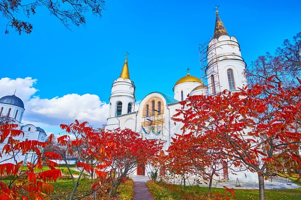 Young Red Staghorn Sumac Trees Front Historic Transfiguration Cathedral Chernihiv — Stock Photo, Image