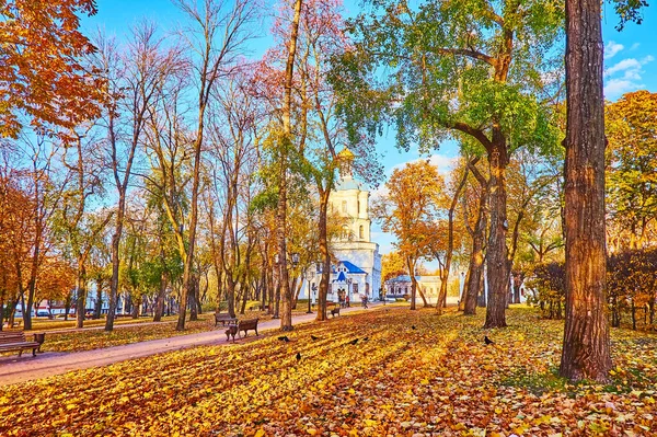 Scenic Autumn Chernihiv Citadel Park Tall Trees Dry Yellow Foliage — Foto de Stock