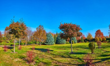 Yeşil çimleri, küçük çalıları, kozalaklı ağaçları ve parlak kırmızı böğürtlenli beyaz ışık ağaçları, Mezhyhirya, Ukrayna 'nın bulunduğu manzaralı sonbahar parkı.