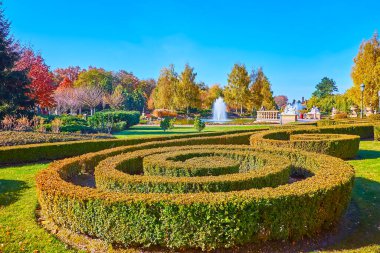 Sonbaharda renkli bitkilerle süslü bir park - yeşil çimen ve boxwood bahçesi, sarı huş ağaçları ve arka planda kırmızı meşe ağaçları, Mezhyhirya, Ukrayna