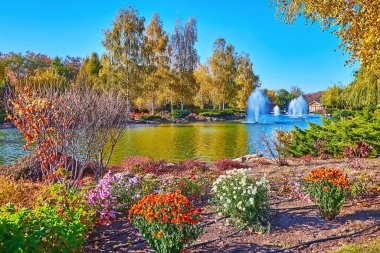 The colored blooming chrysanthemums on the bank of the lake with fountains, surrounded with red and yellow autumn trees, Mezhyhirya, Ukraine