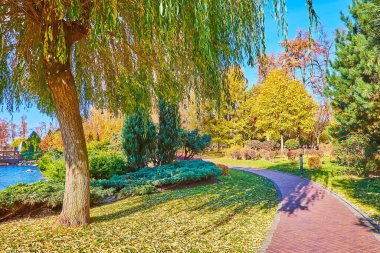 Sonbahar parkındaki kıvrımlı ara sokakta güzel yeşil söğüt ve çimlerin üzerine düşmüş sarı yapraklar, Mezhyhirya, Ukrayna