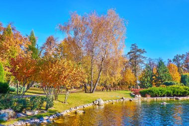 The joyful day in autumn park with a lake, golden birches, lush juniper shrubs, pines, thuja trees and maples, Mezhyhirya, Ukraine