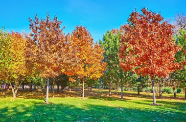 Sonbahar parkında, Mezhyhirya, Ukrayna 'da yeşil meşe ve çam sıralı yeşil ormanın manzarası