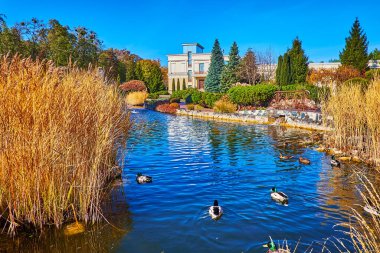 Yaban ördekleri güzel çeşmelerin önündeki gölde yüzer ön planda gümüş çimenler üzerinde kuru çalılıklar, Mezhyhirya, Ukrayna
