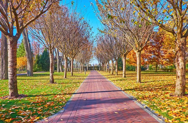 Enjoy Sunny Autumn Day Beautiful Park Spread Trees Alley Golden — Zdjęcie stockowe