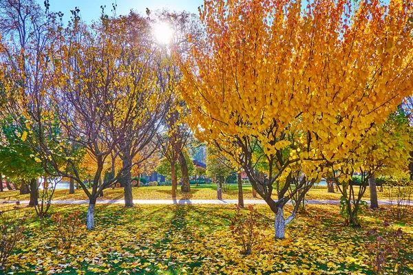 Bright Sunshine Branches Golden Trees Autumn Park Mezhyhirya Ukraine — Zdjęcie stockowe