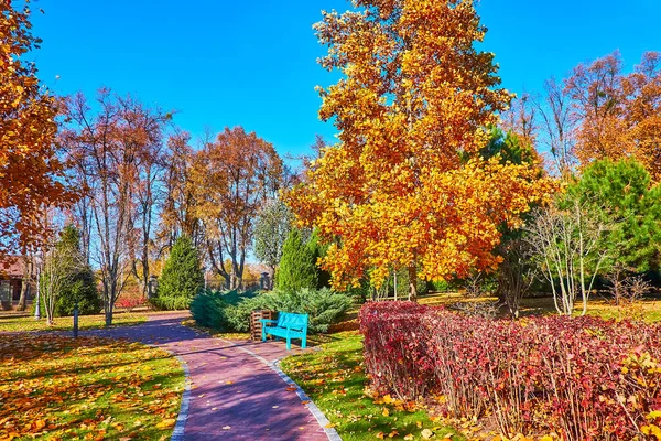 Autumn Park Red Bushes Ninebark Golden Spread Tulip Tree Green — Zdjęcie stockowe