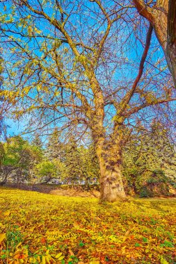 Ukrayna 'nın başkenti Kyiv Botanik Bahçesi' nde uzun boylu bal çekirgesinin (Gleditsia triacanthos) önünde sarı sonbahar yaprakları serpilmiştir.