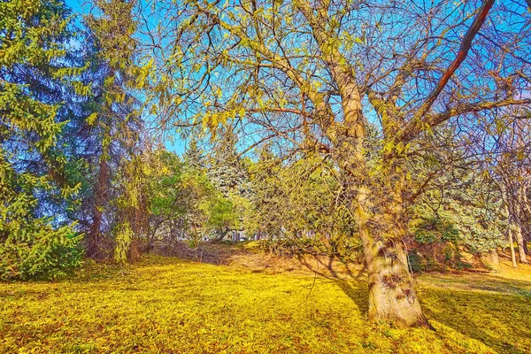 Панорама Медовой Саранчи Gleditsia Triacanthos Дерево Ковром Желтой Листвы Земле — стоковое фото