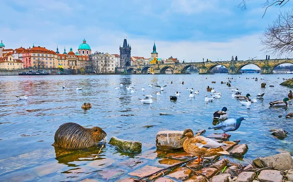 Flock Mallards Seagulls Beaver Bank Vltava River Front Charles Bridge — Stock Photo, Image