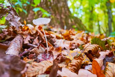Büyüyen psilosibe semilanceata saykodelik mantarlı kuru kahverengi yapraklar yakın plan.