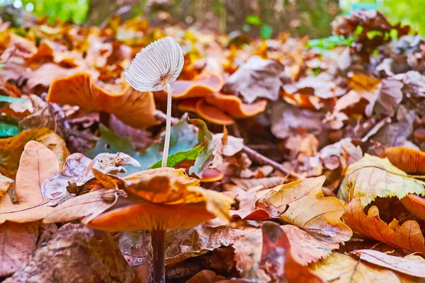 The white psilocybe semilanceata psychedelic mushroom, surrounded with dry brown foliage in autumn forest