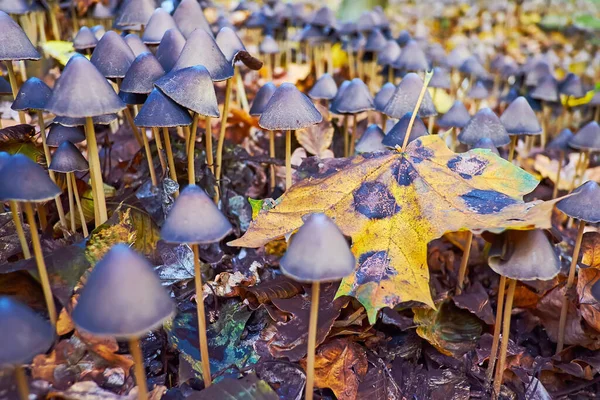 The psilocybe semilanceata psychedelic mushrooms with dark-brown or grey caps and long thin legs, growing in the forest
