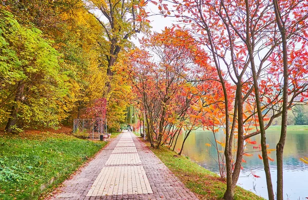 Bright Red Foliage Autumn Staghorn Sumac Trees Growing Palladin Pond — Zdjęcie stockowe