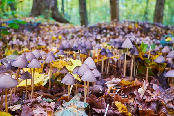 Psilocybe Semilanceata Mushrooms Covered Dry Foliage Forest — Stock fotografie