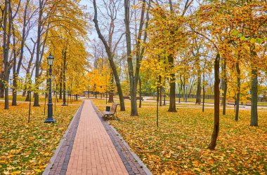 St. Volodymyr Tepesi 'nin altın sonbahar parkı yeşil çimenler, ahşap banklar, klasik sokak lambaları, sarı yapraklar, uzun akçaağaçlar ve ketenler, Kyiv, Ukrayna