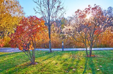 Güzel yeşil çimenler, yemyeşil klematis çalıları, sazlık çalıları ve arka planda parlak akşam güneşi, Mezhyhirya, Ukrayna