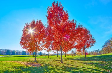 Parlak kırmızı akçaağaçlar, Ukrayna, Mezhyhirya 'daki golf sahasının yeşil çimlerinin arasına yayıldı.