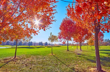 Parlak güneşi gören kırmızı sonbahar akçaağaç koruluğu üç çatallı akçaağaç, Mezhyhirya, Ukrayna 'nın dallarında parlıyor.