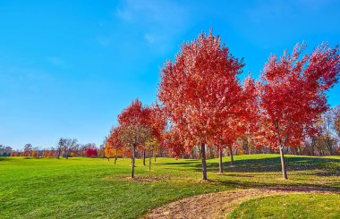 Parlak kırmızı akçaağaç grubu Ukrayna 'nın Mezhyhirya kentindeki yeşil çimlerin ortasında