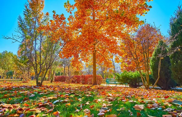 Bright Yellow Foliage Tulip Tree Green Lawn Covered Fallen Leaves — Zdjęcie stockowe