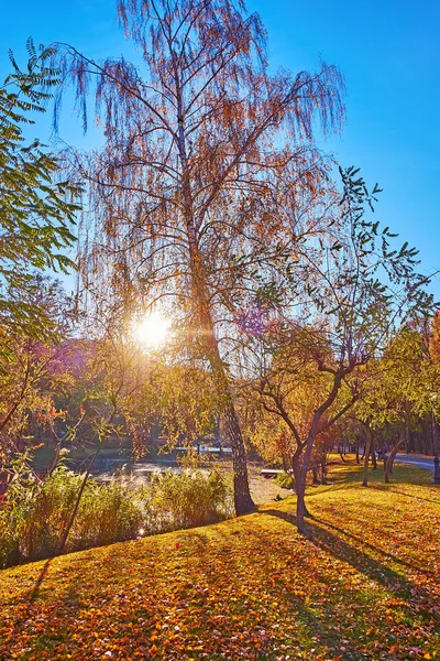 Яркое Солнце Заката Сияющее Сквозь Высокую Березу Осеннем Парке Межигорье — стоковое фото