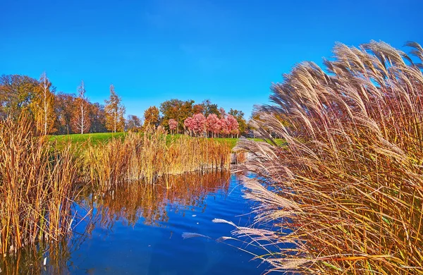 Yellow Dry Thickets Silvergrass Reeds Growing Small Pond Park Mezhyhirya — Stockfoto