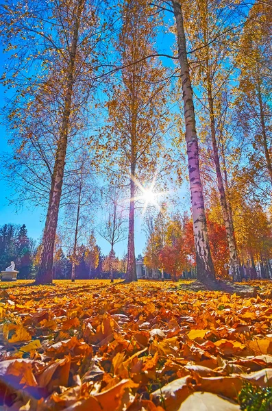 Vista Baixo Ângulo Bosque Bétula Com Folhagem Seca Chão Sol — Fotografia de Stock