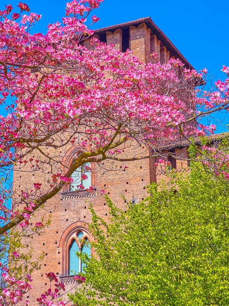 Bright Pink Flowers Cornus Florida Tree Brick Tower Visconti Castle — 图库照片