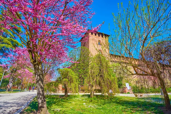 Walk Park Visconti Castle Enjoying Blooming Cornus Florida Trees Pavia — Stock Fotó