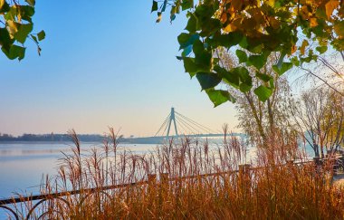 The picturesque autumn park with thickets of waving silvergrass at the bank of Dnieper River with a view on Pivnichnyi Bridge in background, Kyiv, Ukraine