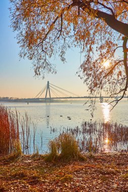 The branches of willow tree with yellow autumn foliage waving in the wind in front of the foggy Dnieper River on sunrise, Kyiv, Ukraine