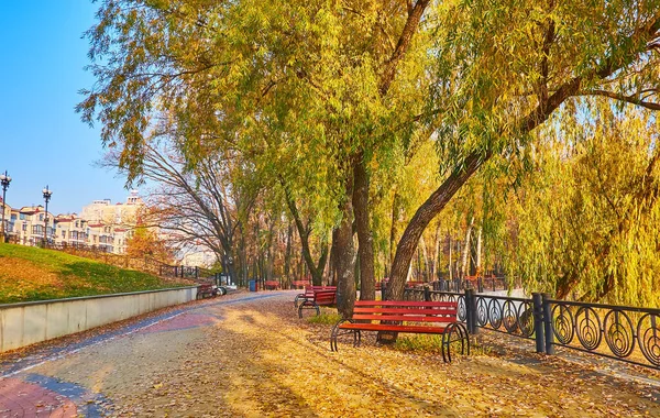 Scenic Embankment Dnieper River Spread Trees Willow Foliage Ground Wooden — Foto de Stock