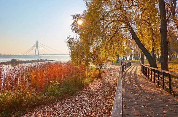 Enjoy Bright Sunrise Seen Branches Spread Willow Autumn Park Located — Stock fotografie