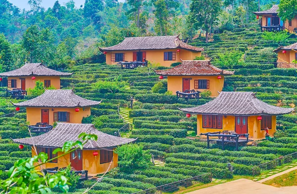 Small Chinese Houses Tea Shrubs Mountain Slope Shan Hills Ban — 스톡 사진