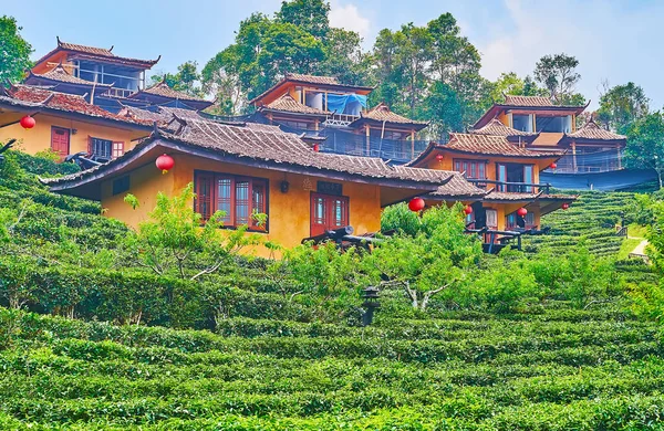 The lush green tea shrubs with small Chinese houses, serving for tourists, visiting Ban Rak Thai Yunnan tea village, Thailand