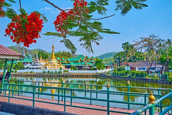 The bright orange flame tree blossom over the Nong Kham Lake with medieval stupa of the Buddhist temple in background, Mae Hong Son, Thailand